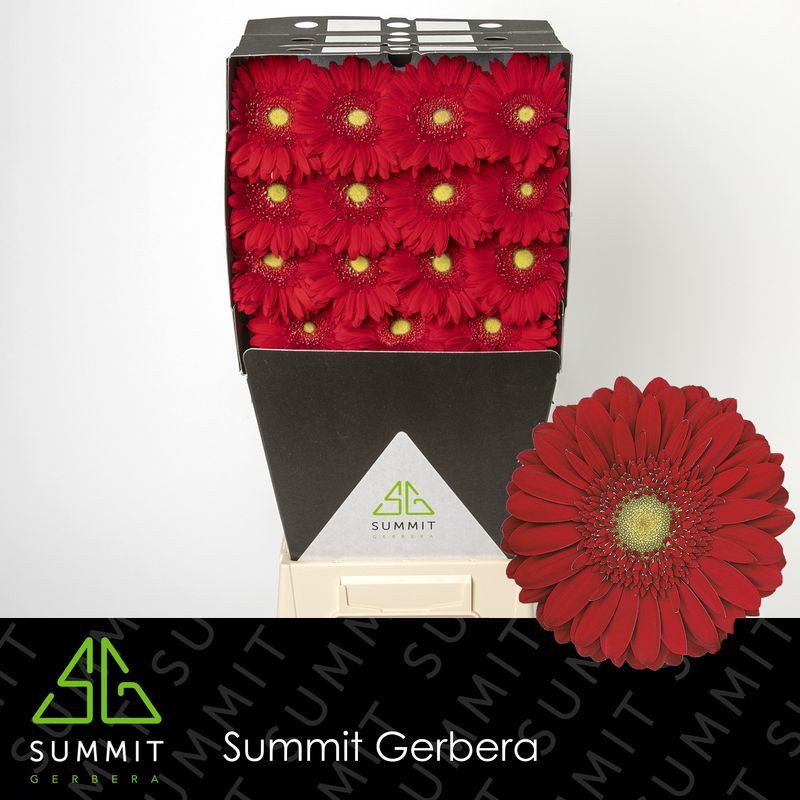 Ge gr Diamonds Carambole