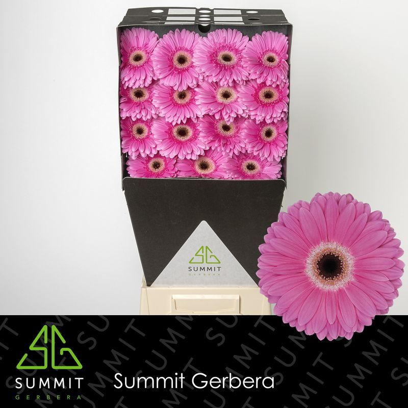 Ge gr Diamonds Dreamer