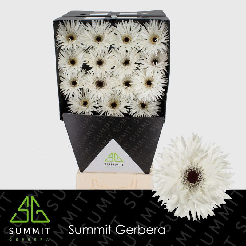 Ge gr Diamonds Spider Garden Ghost