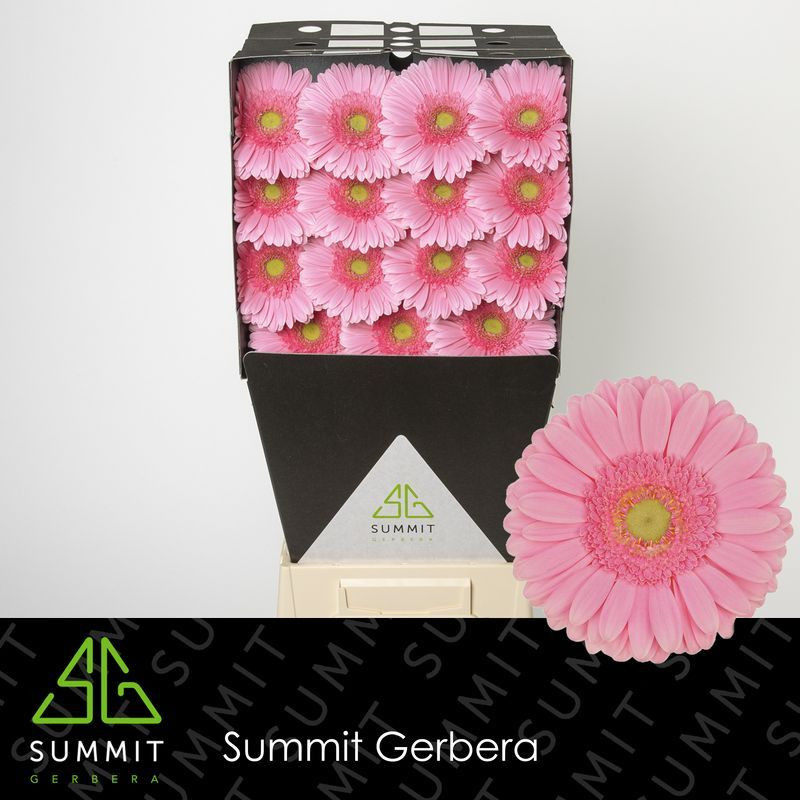 Ge gr Diamonds Glossy