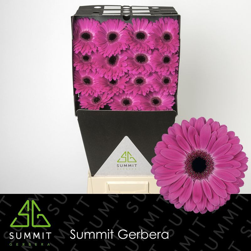 Ge gr Diamonds Rich