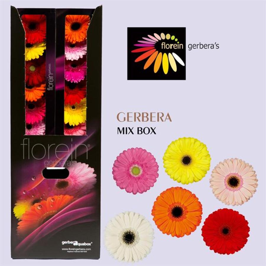 Ge gr Aqua box Mix x80