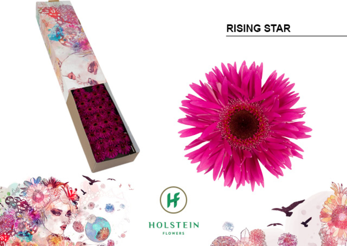 Ge mi Dry Spider Rising Star