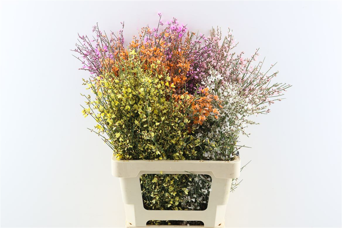 Genista Mix 400gr
