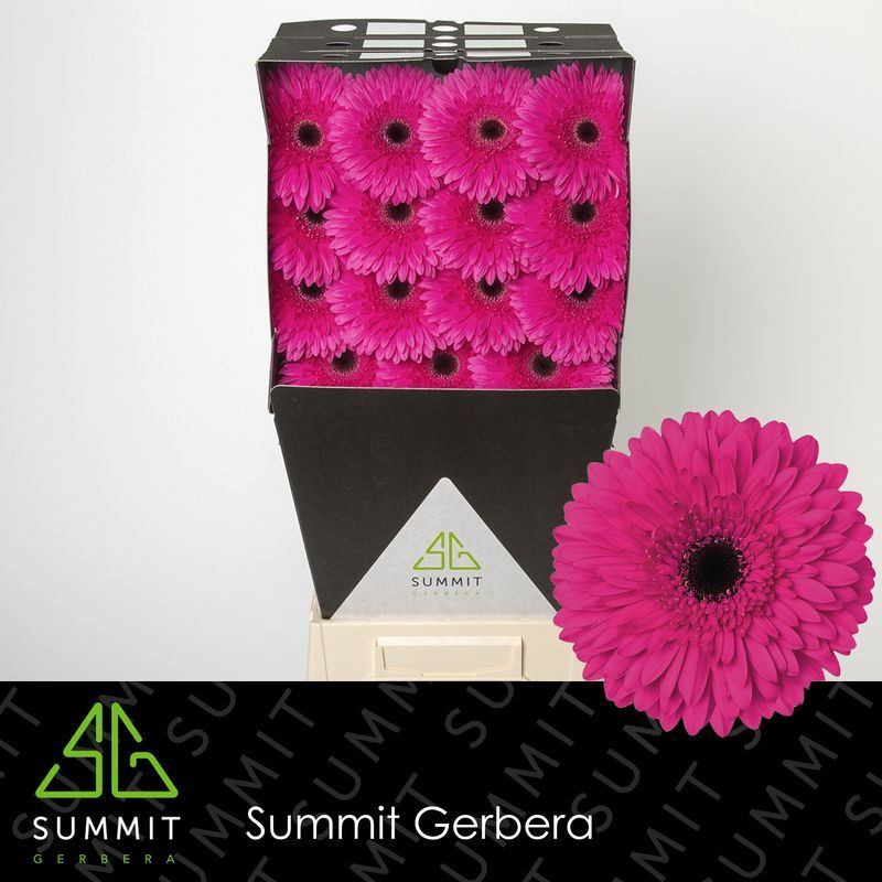 Ge gr Diamonds Madeira