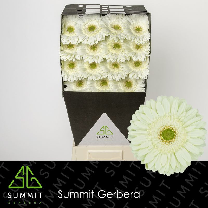 Ge gr Diamonds Mint