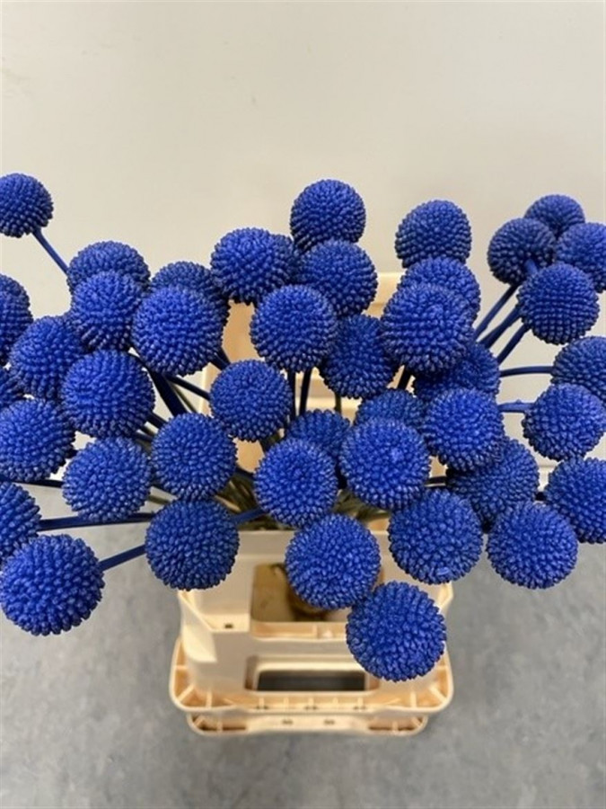 Craspedia P.Blue