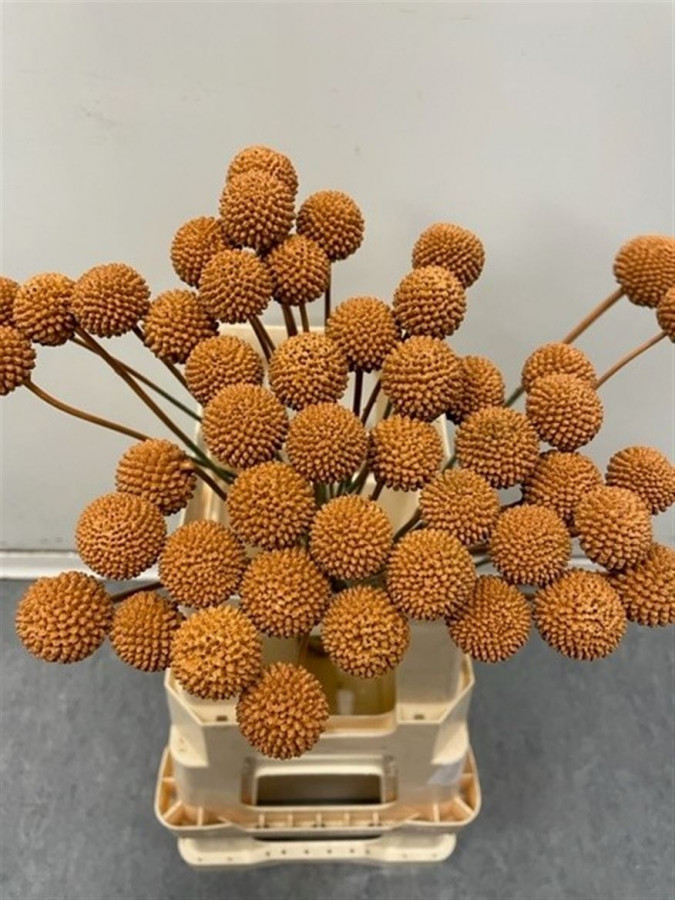 Craspedia P.Brown