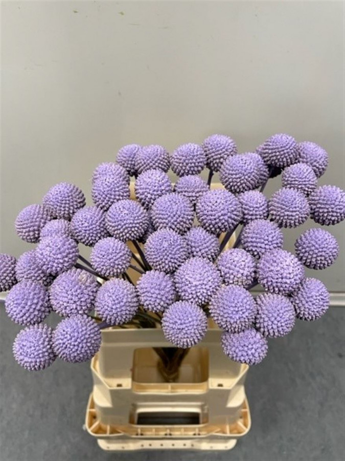 Craspedia P.Lavendel