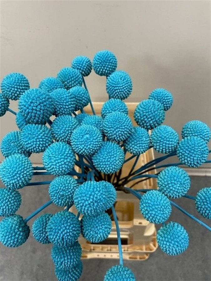 Craspedia P.L.Blue