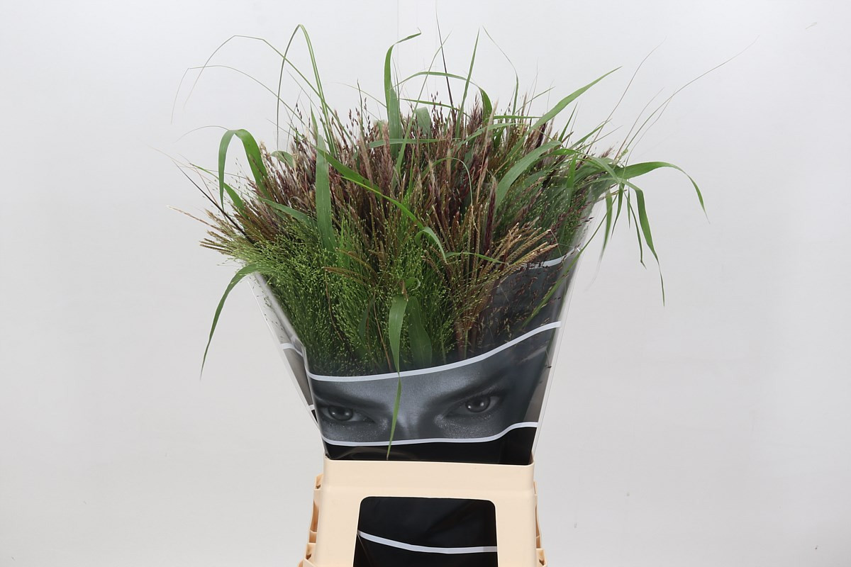 Panicum Mix Grass