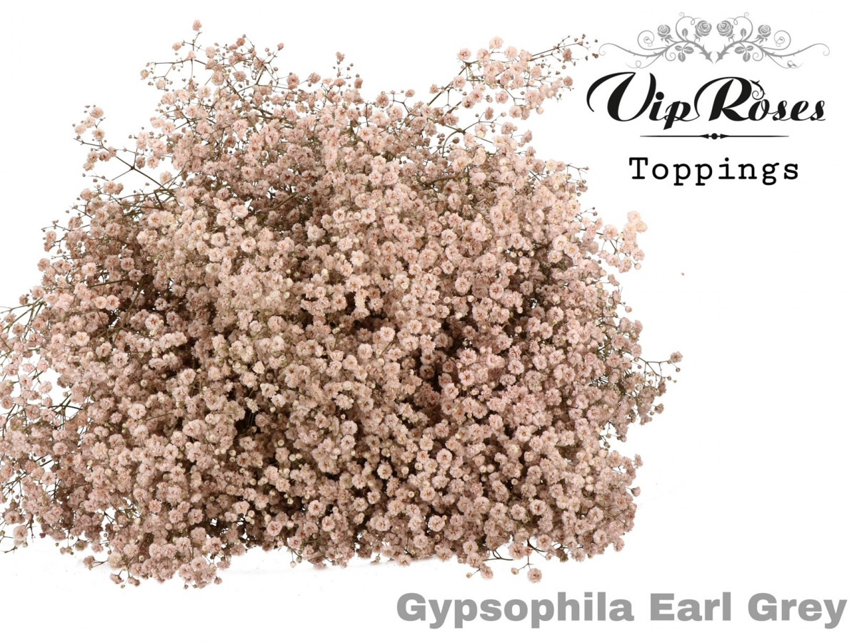 Gyp V.I.P.Earl Grey