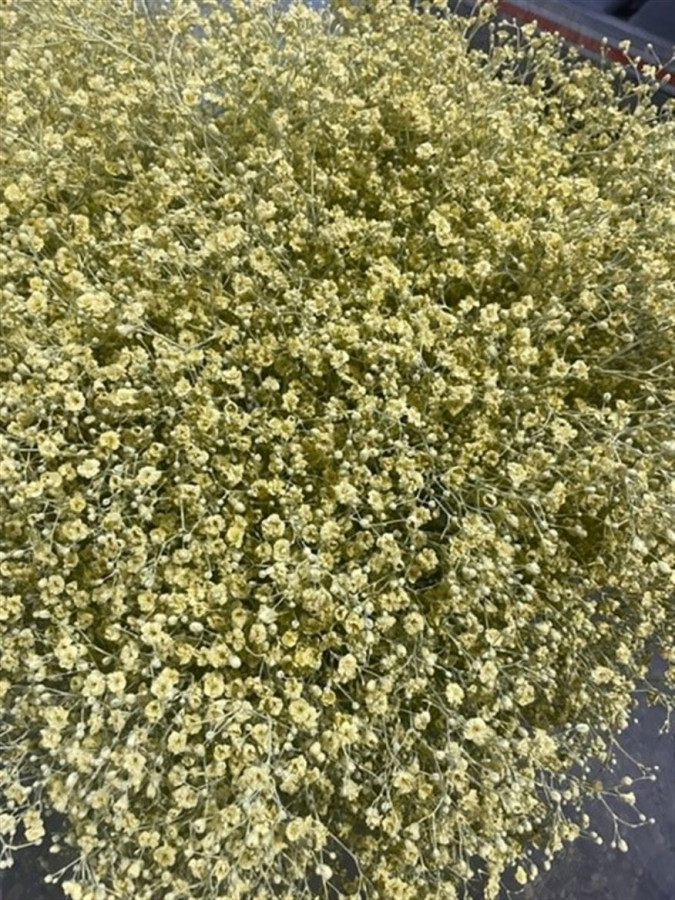 Gyp Paint Mlstr. L. Yellow