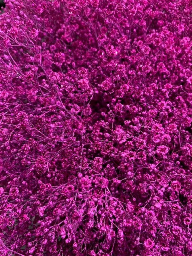 Gyp Paint Xlence cerise