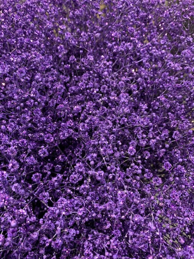 Gyp Paint Xlence milka