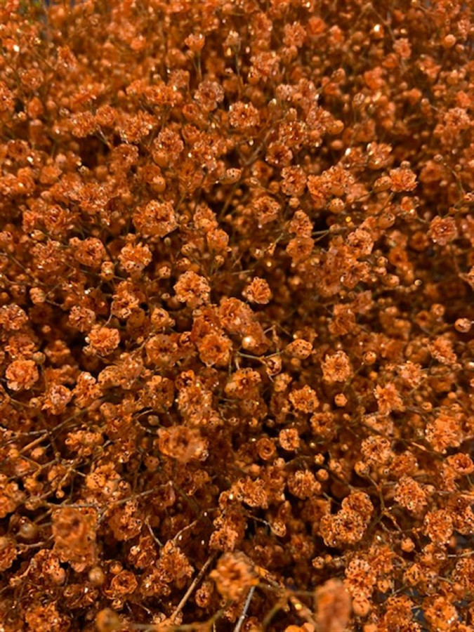 Gyp Paint Xlence orange