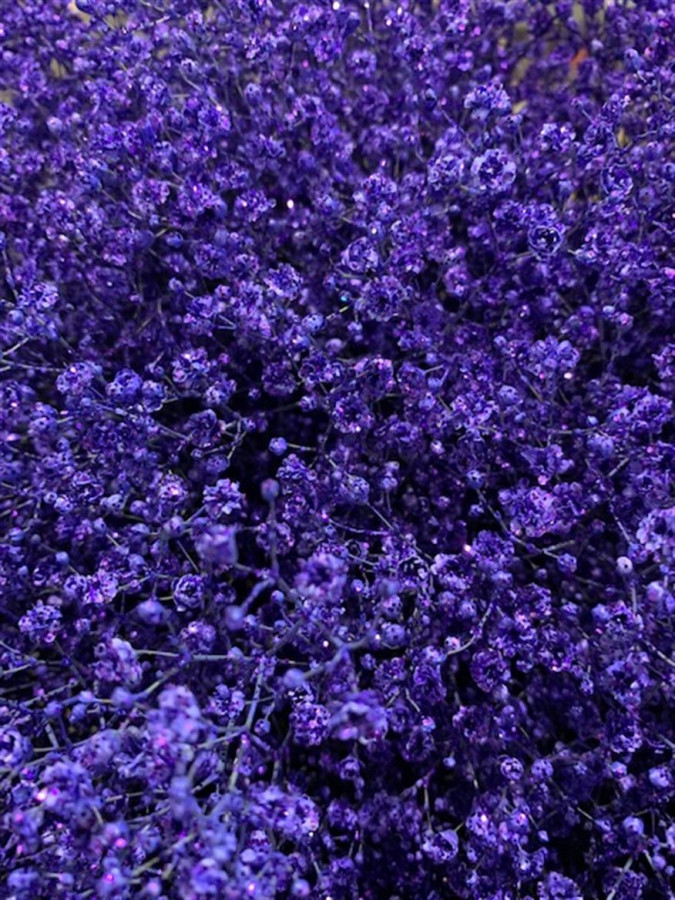 Gyp Paint Xlence purple