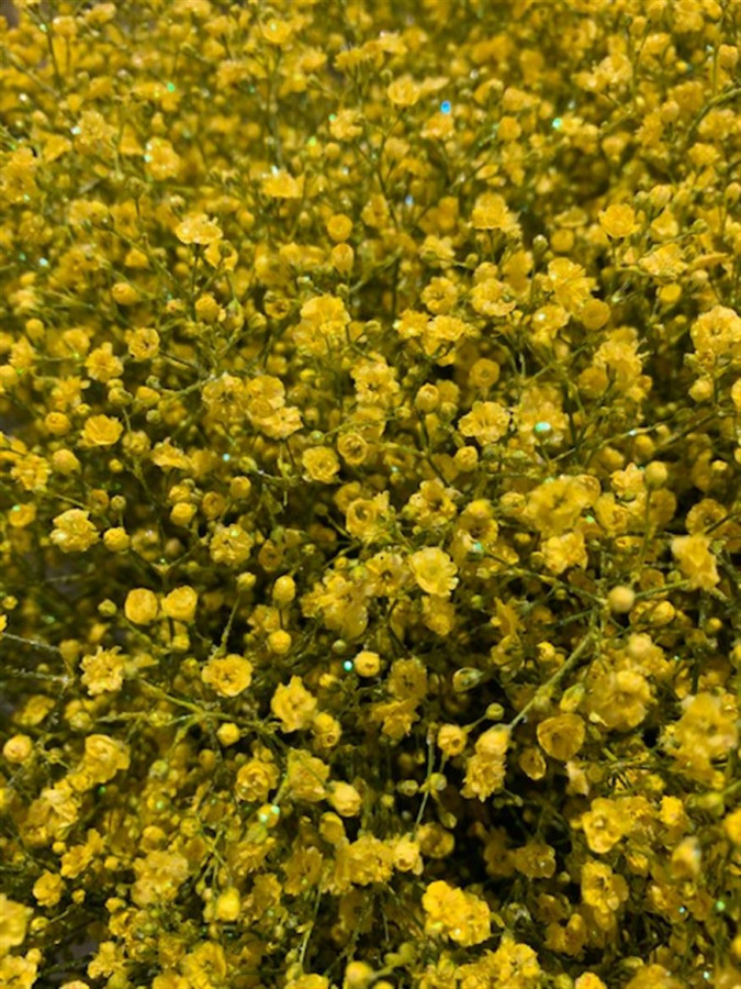 Gyp Paint Xlence yellow