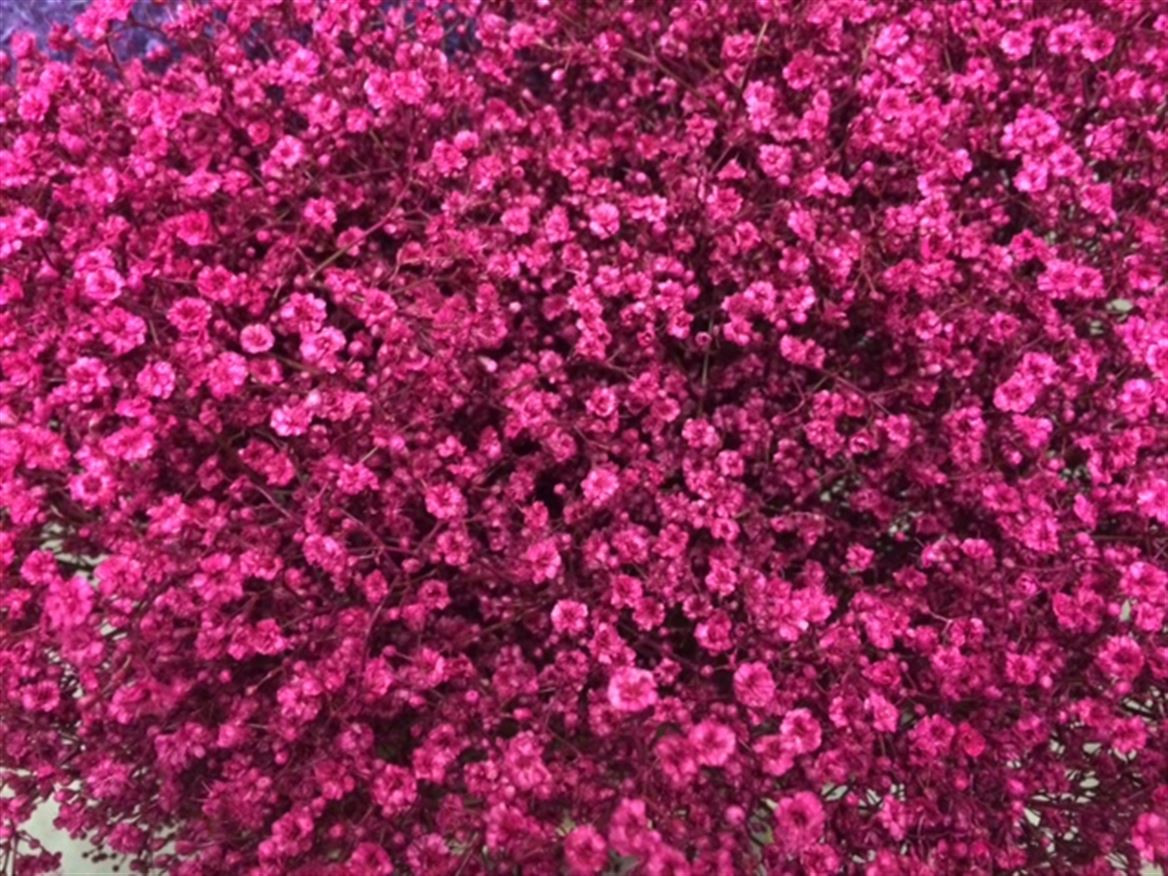 Gyp Paint Mlstr. Cerise