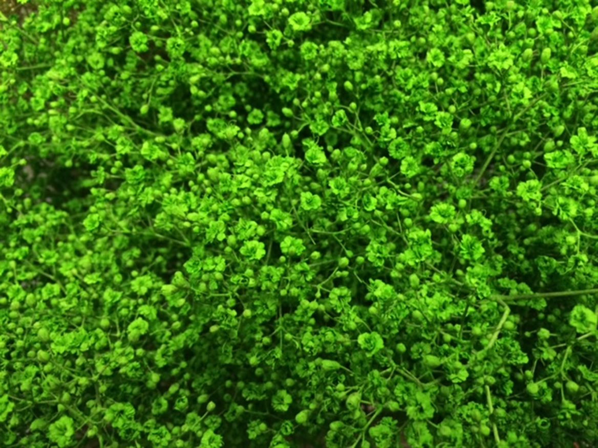 Gyp Paint Mlstr. Green