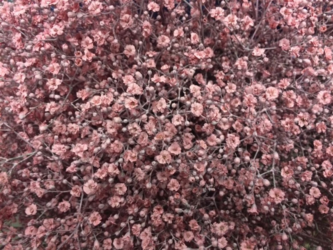 Gyp Paint Mlstr. L. Pink