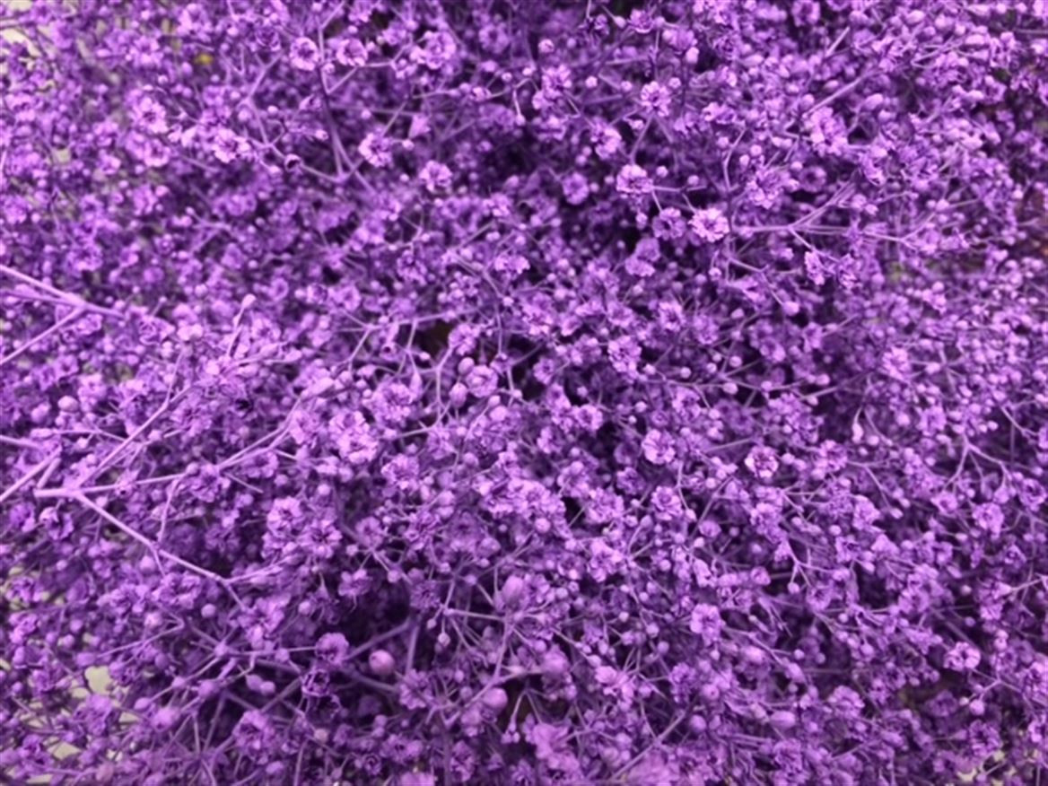 Gyp Paint Mlstr. Milka