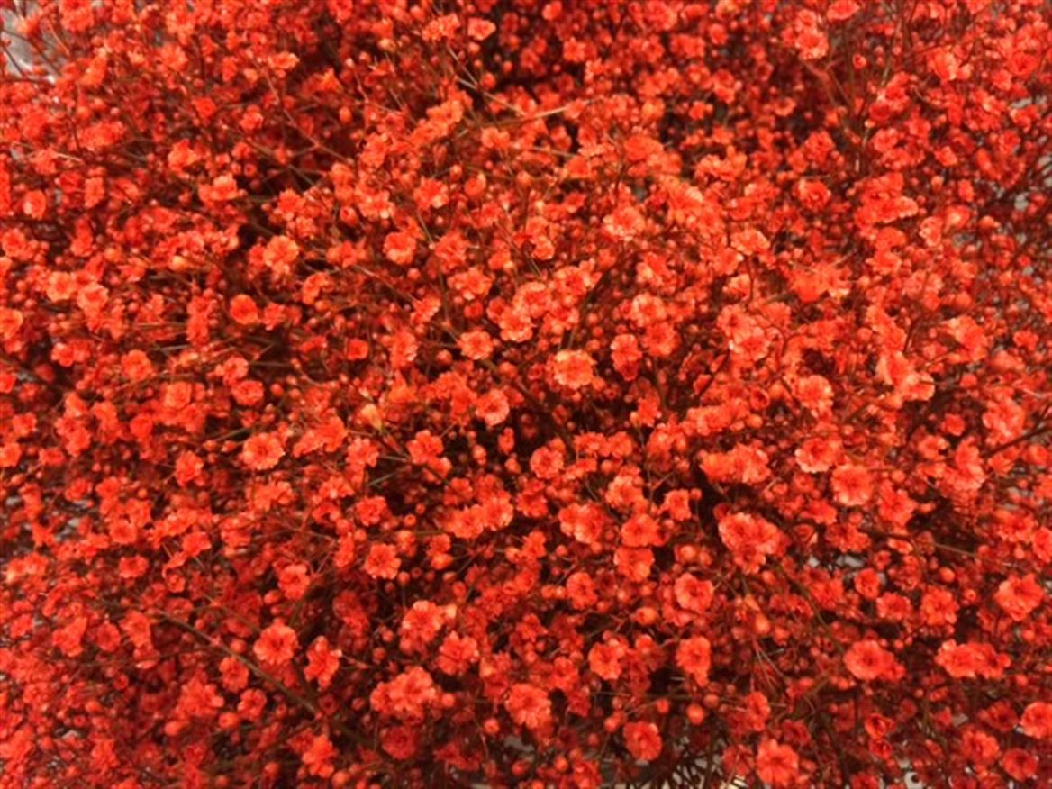 Gyp Paint Mlstr. Orange
