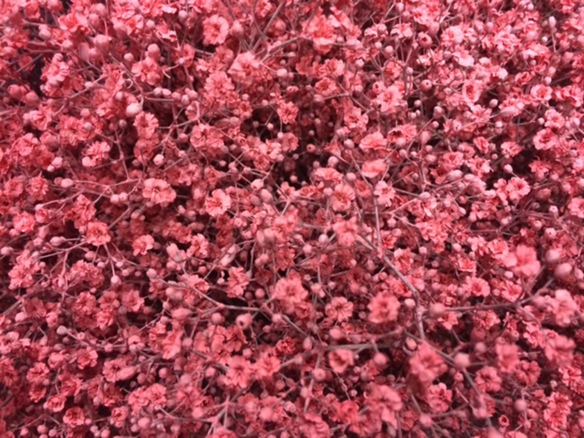 Gyp Paint Mlstr. Pink