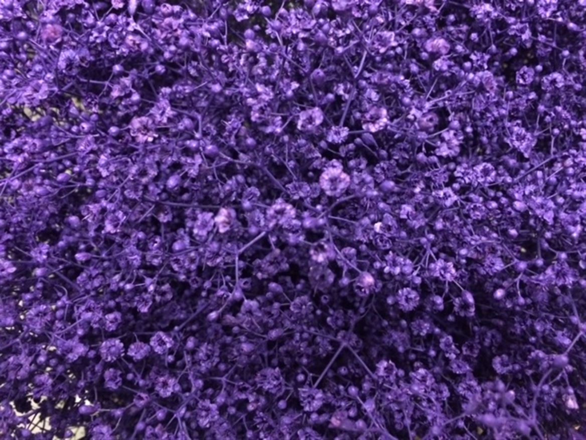 Gyp Paint Mlstr. Purple