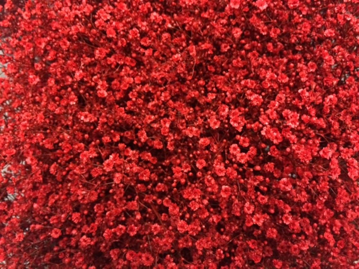 Gyp Paint Mlstr. Red