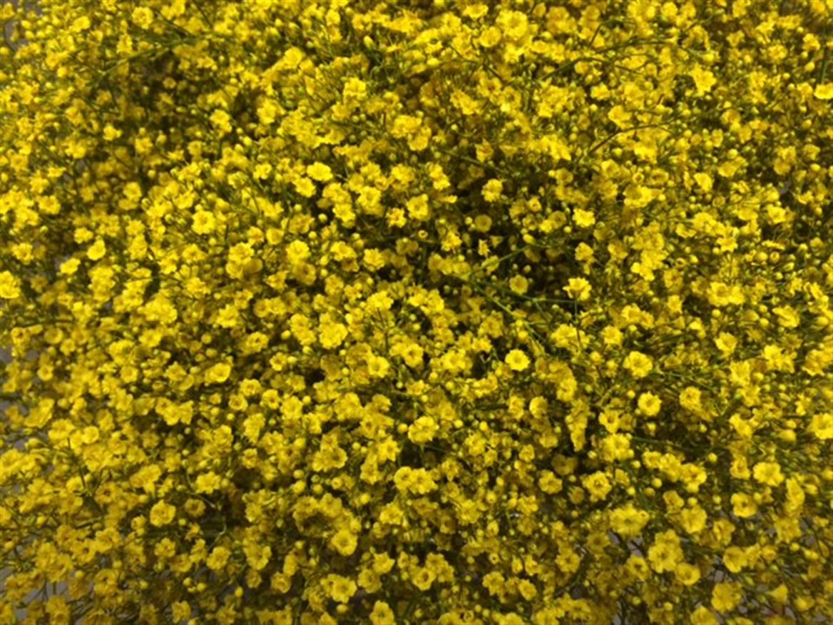 Gyp Paint Mlstr. Yellow