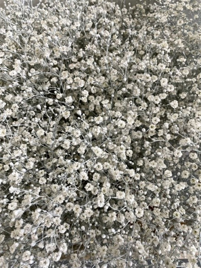 Gyp Paint Mlstr. White