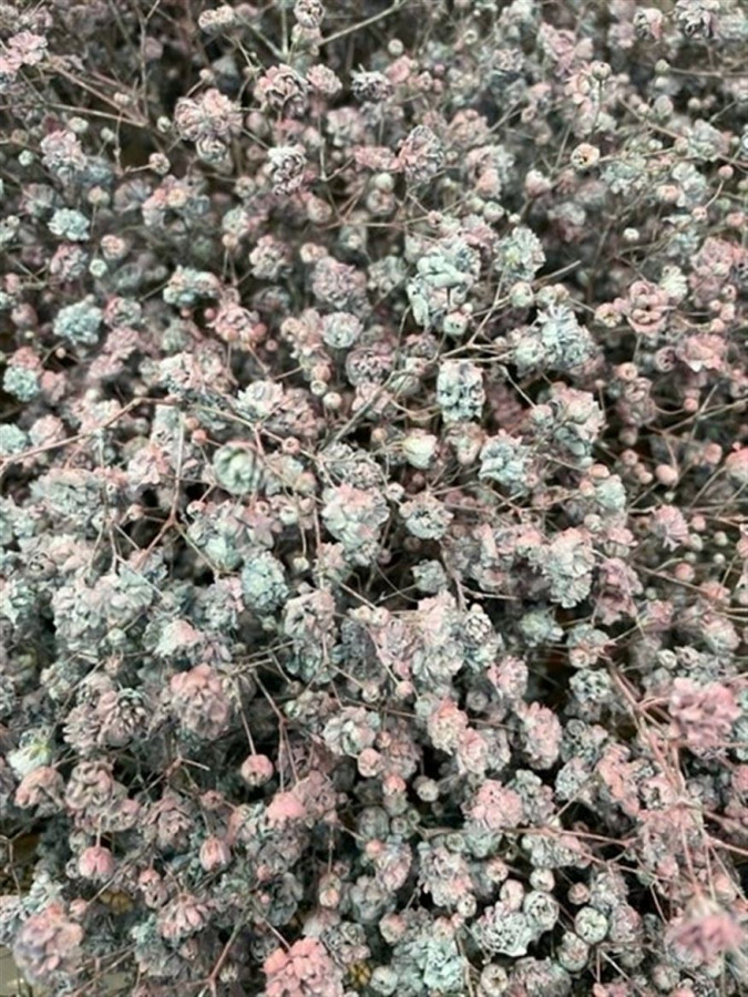 Gyp Paint Xlence bubblegum