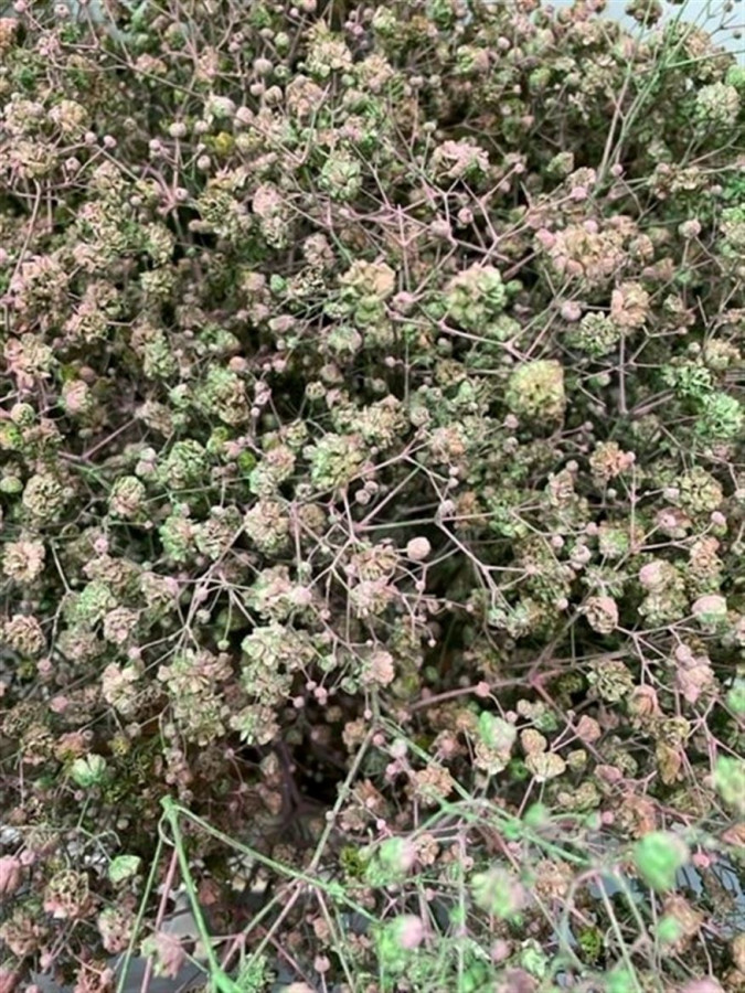 Gyp Paint Xlence hortensia