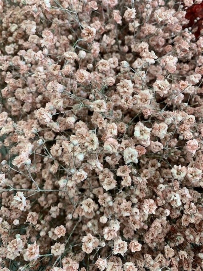 Gyp Paint Xlence light pink