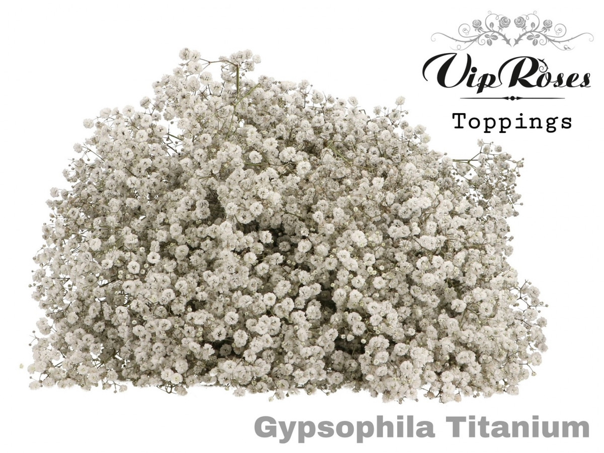 Gyp V.I.P.Titanium