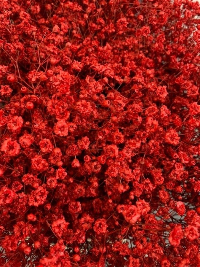 Gyp Paint Xlence red