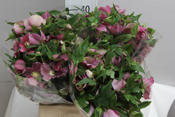 Helleborus Queen L.Pink
