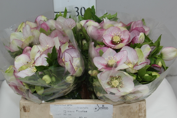 Helleborus Queen Pic.Pink