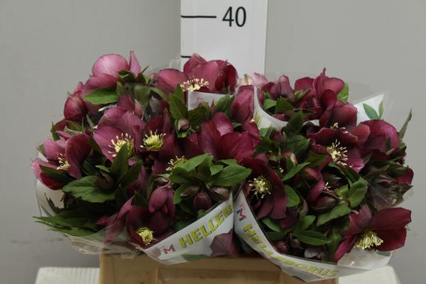 Helleborus Queen Red