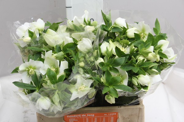 Helleborus Queen White