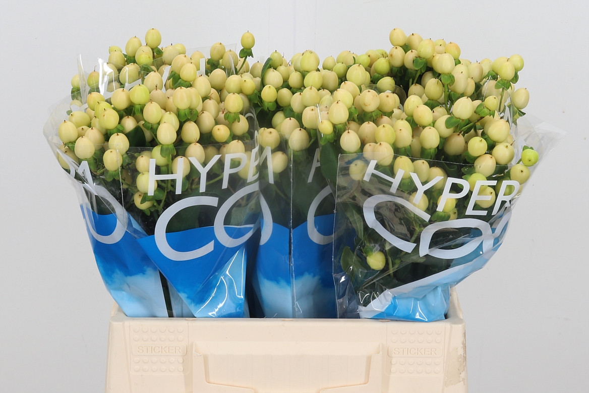 Hypericum Coco Gelato (10)