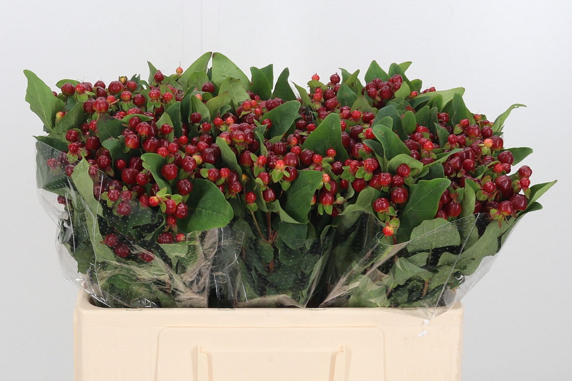 Hypericum Magical Cherry
