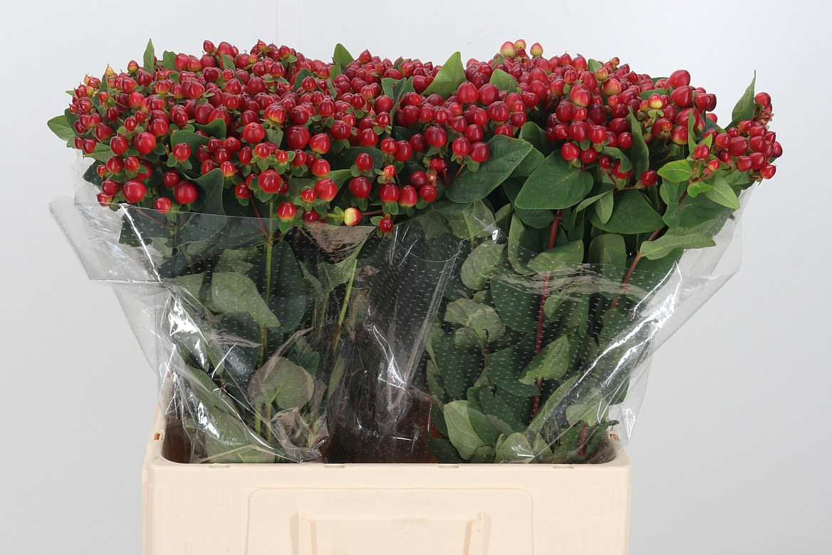 Hypericum Magical Lightning