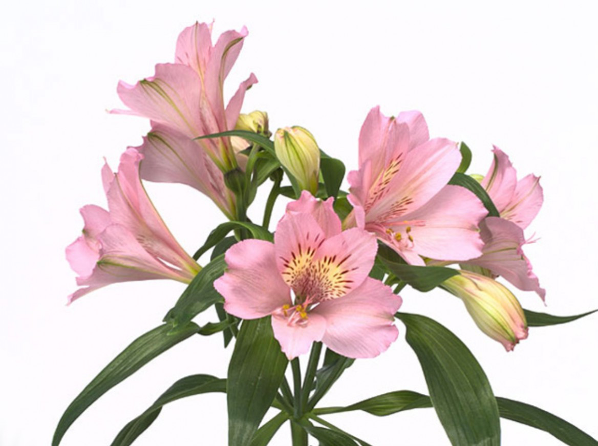 Alstroemeria .Light pink