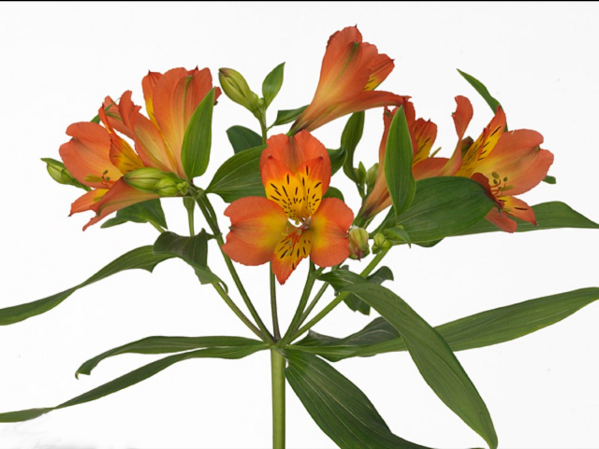 Alstroemeria .Orange