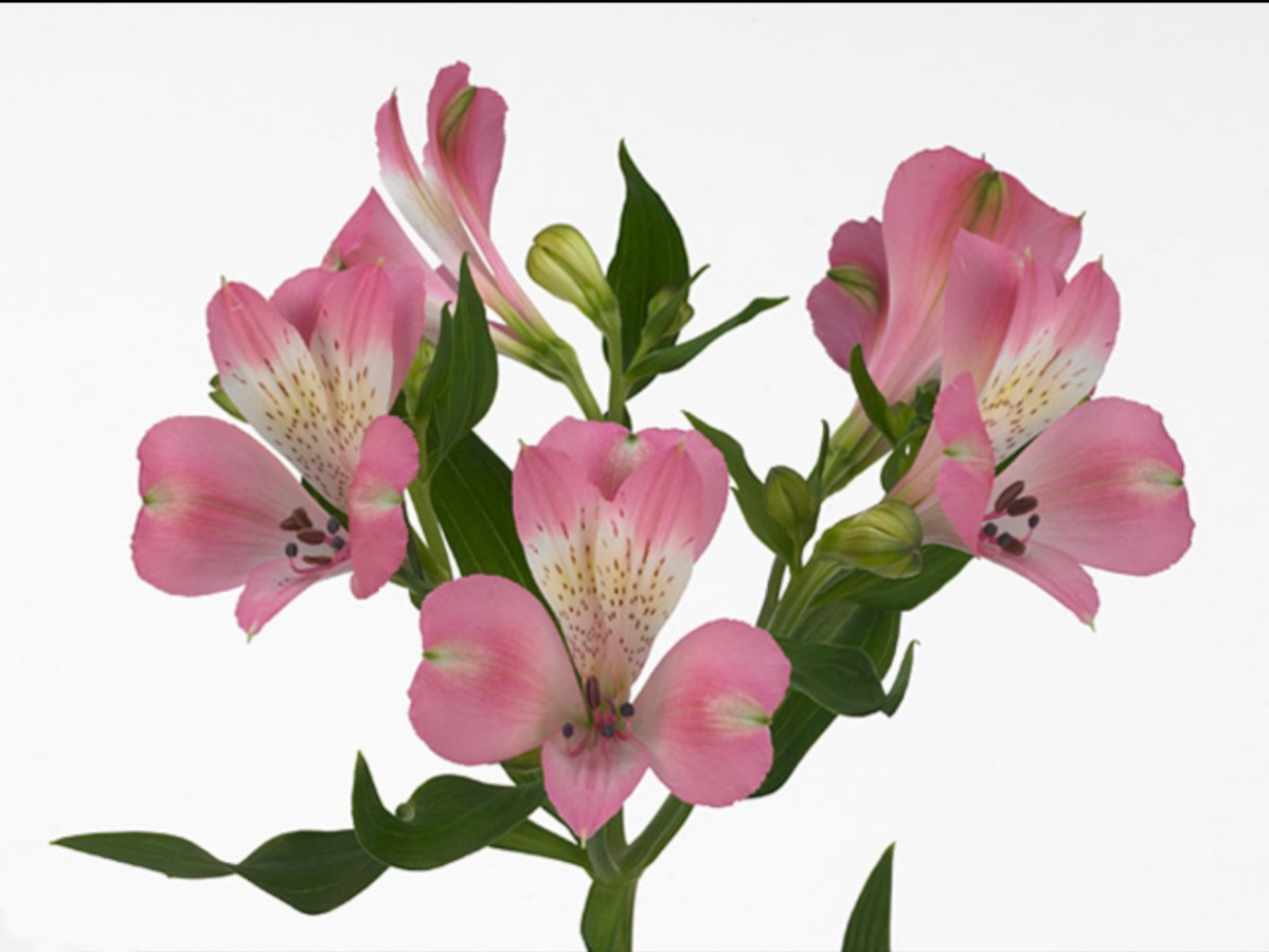 Alstroemeria .Pink