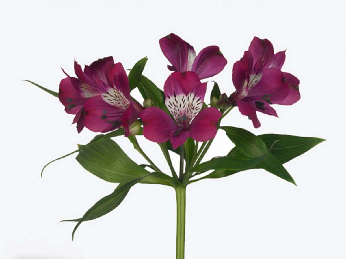 Alstroemeria .Purple