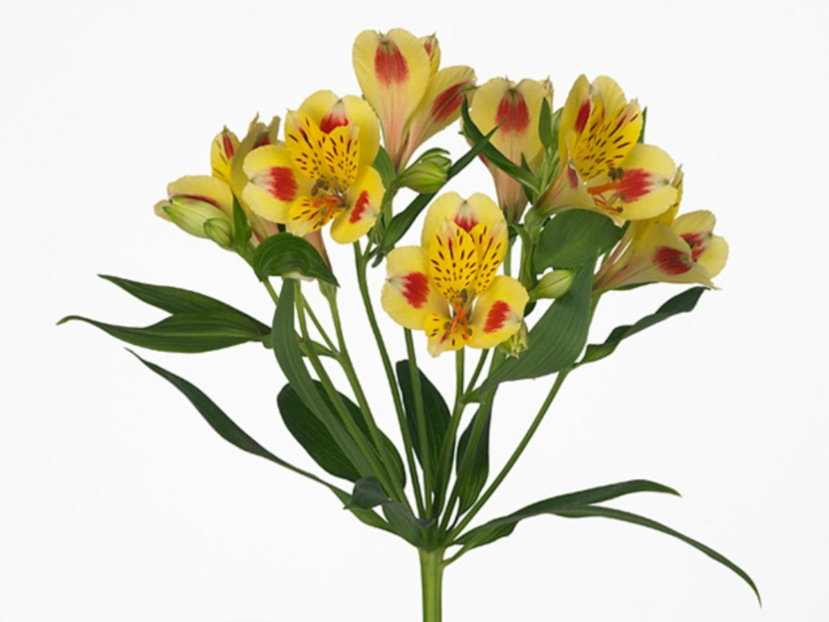 Alstroemeria .Yellow
