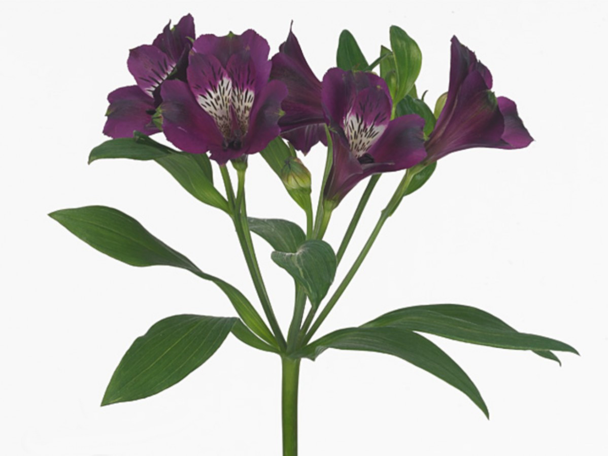 Alstroemeria .Violet